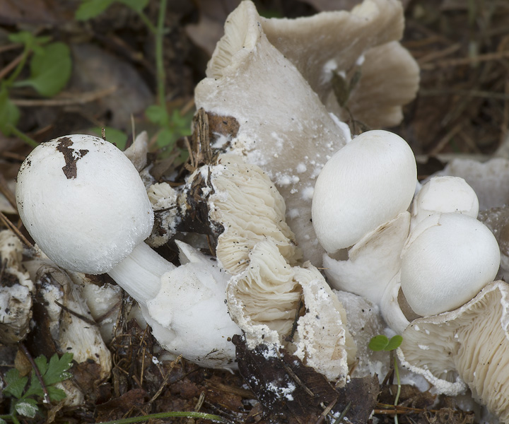 Volvariella surrecta